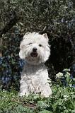 WESTIE 021